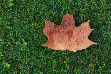 Wall Mural - wet autumn maple leaf lies on green grass