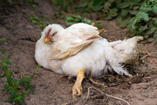 White Chicken With A Bad Leg Lying On The Ground