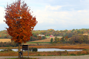 Beautiful autumn rural landscape.Scenic countryside fall view with colorful trees, agricultural fields and scattered farm buildings. Bright color maple tree and bicycle in a foreground.Midwest USA,WI.