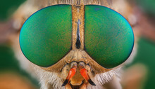 Horsefly Insect Macro Green Eye Big Color 