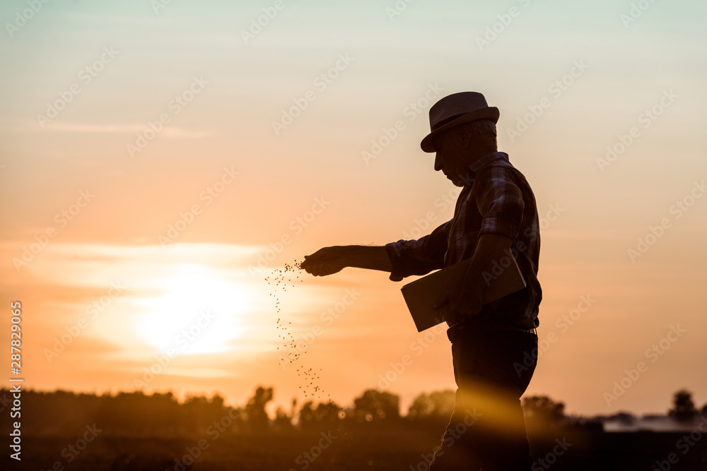 profile of senior farmer in straw hat sowing seeds during sunset - obrazy, fototapety, plakaty 