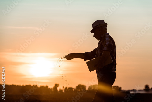 Cuadros en Lienzo profile of senior farmer in straw hat sowing seeds during sunset