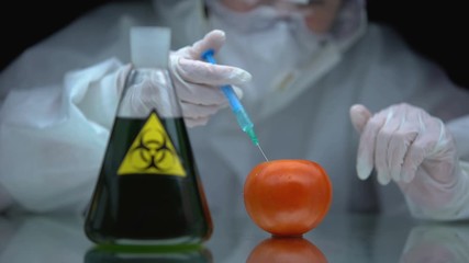 Wall Mural - Scientist injecting biohazard in tomato, toxin impact on live organism studying