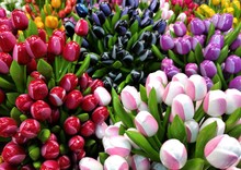 Wooden Tulips At The Flower Market In Amsterdam
