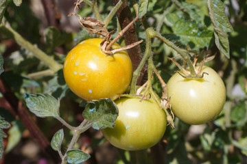 Sticker - Tomatoes ripening in a vegetable garden during summer