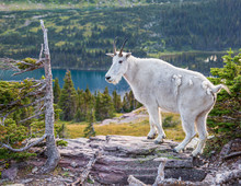 Mountain Goat In Glacier National Park