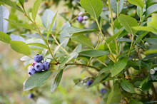 Purple Berries Blueberries On A Twig Twig.