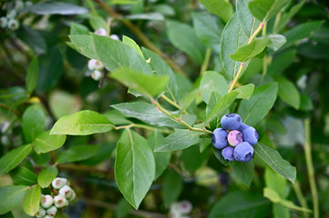 Sticker - Purple berries blueberries on a twig twig.