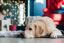Golden Retriever Dog Near Cristmas Tree, Presents And Lights In Hotel Or Home Living Room With Fireplace And Classic Chair.