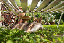 Tabby White British Shorthair Cat Lying On Grass Lying In The Shade Of A Sun Bed On A Hot And Sunny Summer Day Outdoors In The Back Yard