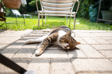 tabby white british shorthair cat lying on grass relaxing in the shade of a sun bed on a hot and sunny summer day outdoors on the terrace