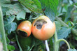 canvas print picture - Tomatoes disease. Semi-red tomatoes rot on the branch. Scarring and malformation