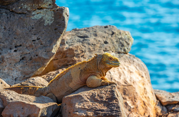 The endemic Santa Fe Land Iguana (Conolophus pallidus) smiling and heating up in the sun on a rock along the Pacific Ocean in Santa Fe island, Galapagos Islands national park, Ecuador.