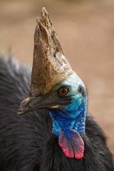 Wall Mural - Cassowary Crest