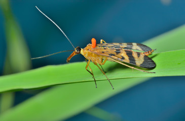 Canvas Print - Insect Scorpion's tail (Panorpa Communis) 7