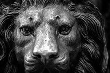 Lions Head In Bronze Metal Sculpture