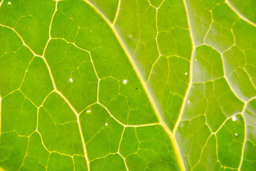 cabbage leaf structure. cabbage leaves close-up. cabbage leaf in the sun. vegetables in the garden.