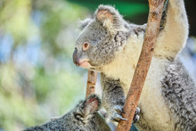 Baby Koala Climbing And Eating Around A Tree With Eucalyptus Leaves