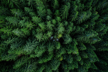  Forest from above