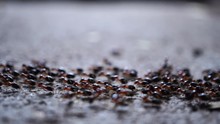 Black Ant Colony Walking On The Ground.