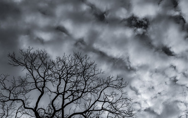 Wall Mural - Silhouette dead tree and branch on grey sky background. Black branches of tree. Nature texture background. Art background for sad, dead, lonely, hopeless, and despair. Halloween day background.