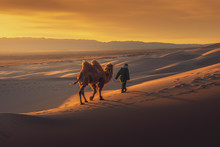 Camel Going Through The Sand Dunes On Sunrise, Gobi Desert Mongolia.