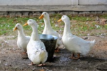 Ducks In A Rural Yard, Standing By A Bucket Of Water. Domestic Duck (Anas Platyrhynchos Domestica) Known Also As Aylesbury Duck, Long Island Duck Or American Pekin Duck.
