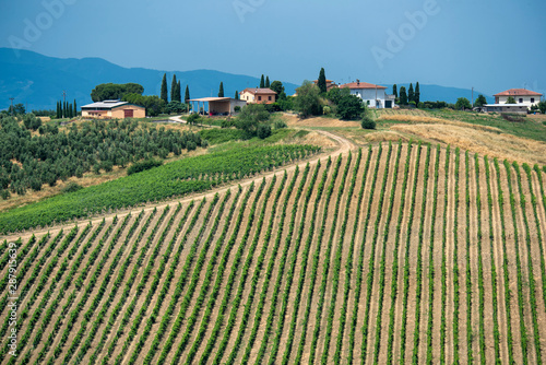 Cuadros en Lienzo Landscape in Chianti near Fucecchio at summer