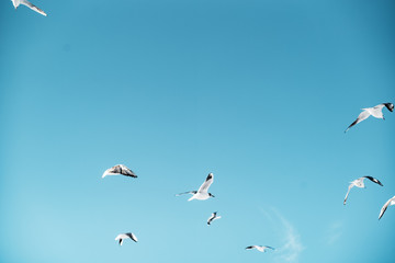 Fototapete - seagulls baltic sea