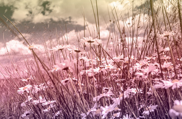 Poster - Beautiful, floral, romantic background with meadow of daisies