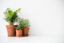 Three Ceramic Pots With Green Houseplants And White Wall