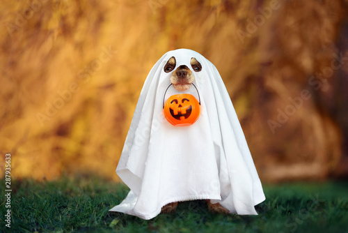 Fotomural dog in a ghost costume holding a pumpkin outdoors in autumn