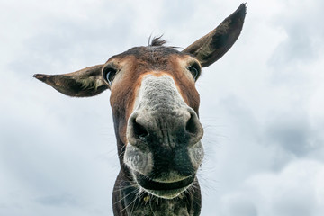 Donkey head close-up taken by downside