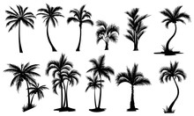 Set Of Palm Trees. Collection Of Silhouette Of Palm Tree. The Contours Of Tropical Plants. Black White Illustration Of Coconut Trees. Tattoo.