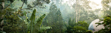 Jungle Eco Camping At Sunrise In Dense Rainforest Panoramic, Bali, Indonesia