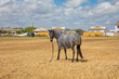 black horse with zebra blanket to protect from sun in the countryside of Cadiz, Spain