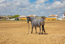 Black Horse With Zebra Blanket To Protect From Sun In The Countryside Of Cadiz, Spain