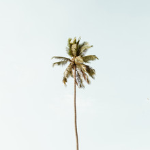 Lonely One Tropical Exotic Coconut Palm Tree Against Big Blue Sky. Neutral Background With Retro Warm Colors. Summer And Travel Concept On Phuket, Thailand.
