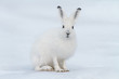 White hare (Lepus timidus). Hare sits on the snow in the tundra. Closeup animal portrait. Eye to eye. Wildlife of the Arctic. Nature and animals of Chukotka. Siberia, Far East Russia.