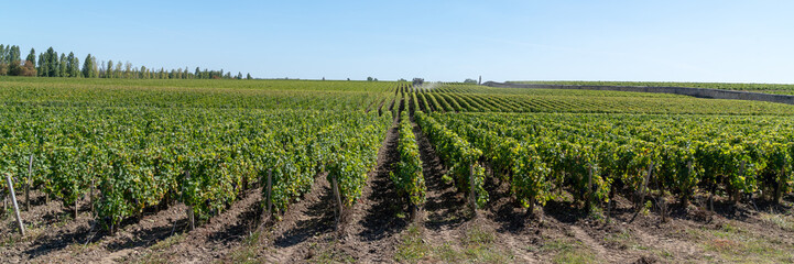 Vines Landscape in Chateau Margaux in médoc Bordeaux France in banner web header template