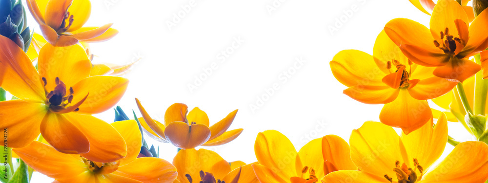 Tło z wolną przestrzenią otoczoną z trzech stron kwiatami. Żółte kwiaty na białym tle. - obrazy, fototapety, plakaty 