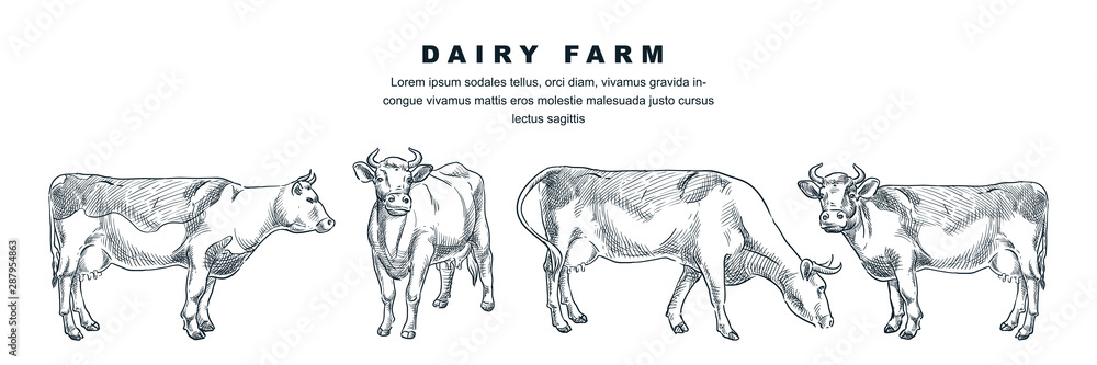 Cow in various poses, vector sketch illustration. Farm cattle animals ...