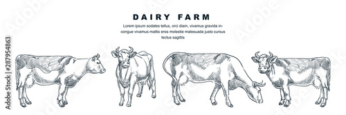 Fotomural Cow in various poses, vector sketch illustration