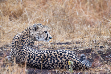 Poster - cheetah wounded in kruger park south africa