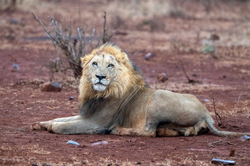 Wall Mural - male lion in kruger park south africa