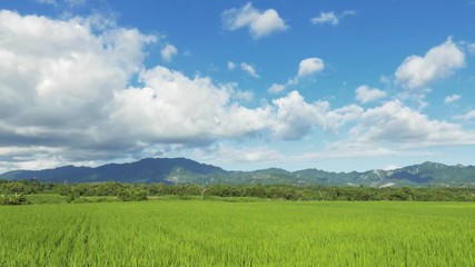 Sticker - landscape of green paddy farm with clouds on sky