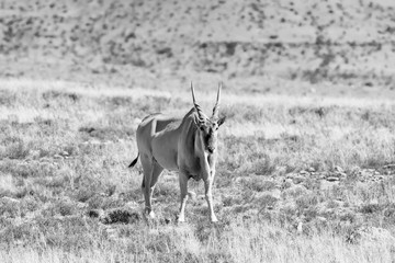 Poster - Eland Antelope