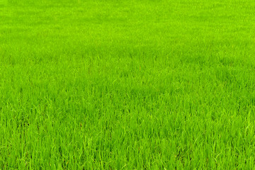 Green rice fields beautiful landscape for background