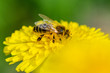 Pszczoła zbierająca nektar z mlecza