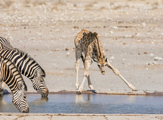 Poster - Busy Watering Hole